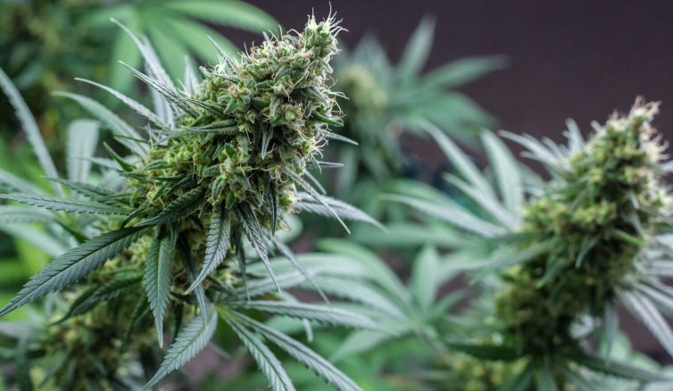 Cannabis Plant 1 Cannabis Plant 1