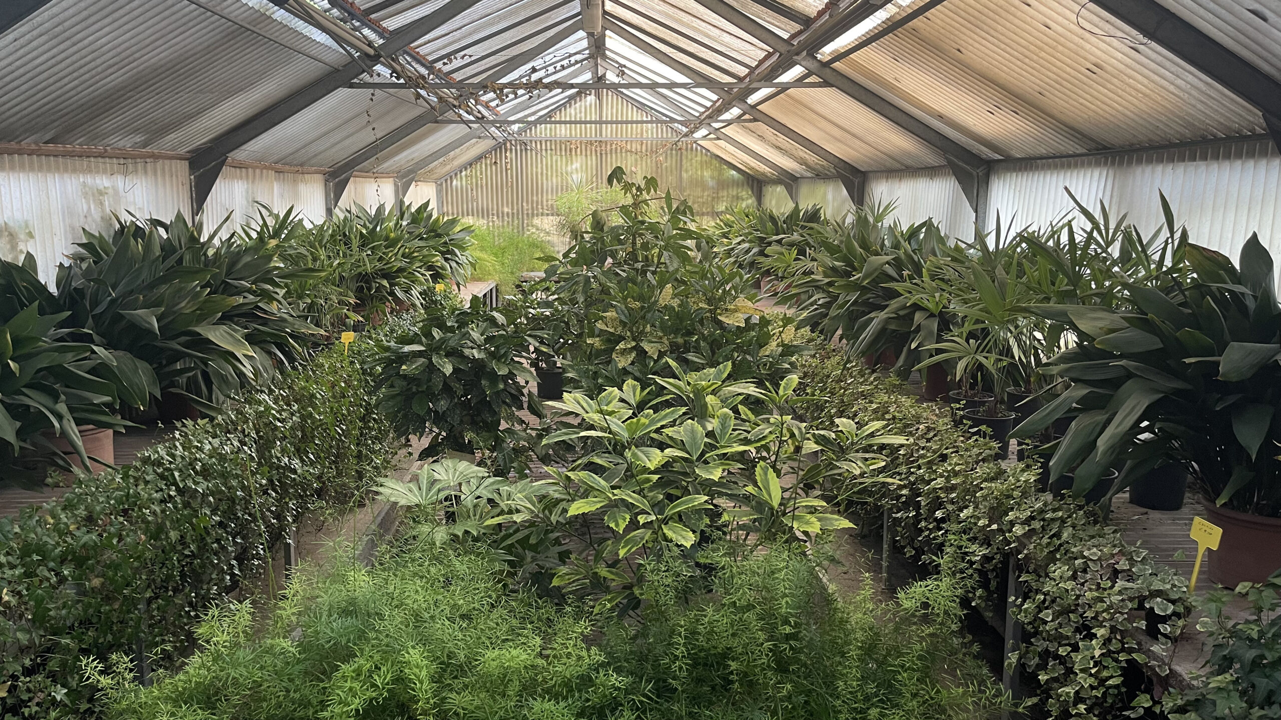 floricoltura-radaelli-milano-sfondo-2